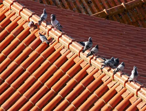 Cotação para Dedetização de Pombos